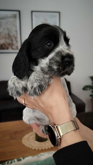 Cocker Spaniel Angielski