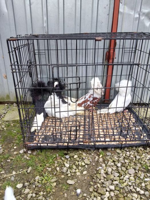 Golebie perukarz samiec Tiger