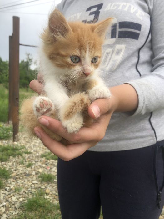 Кошенята/ котики вірні друзі 6 тижнів