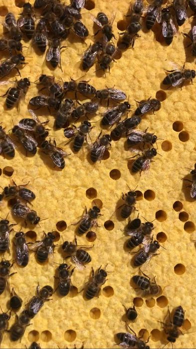 Vendo enxames em modelo lusitano zona do Sabugal