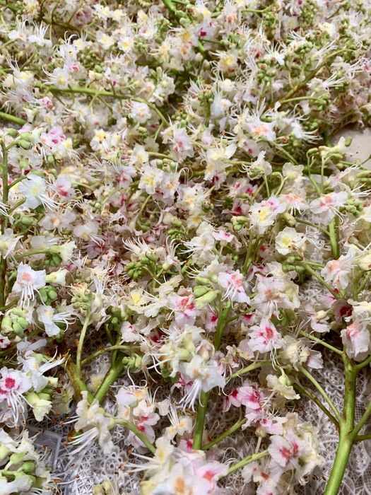 Цвіт каштану сухий