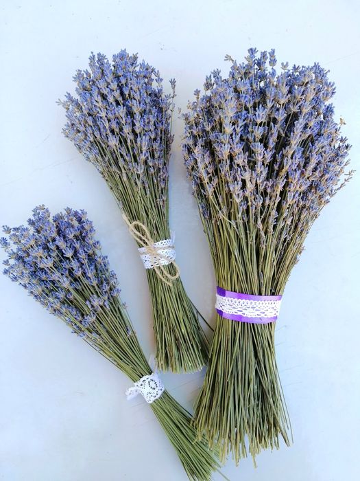 Лаванда сухоцвіт