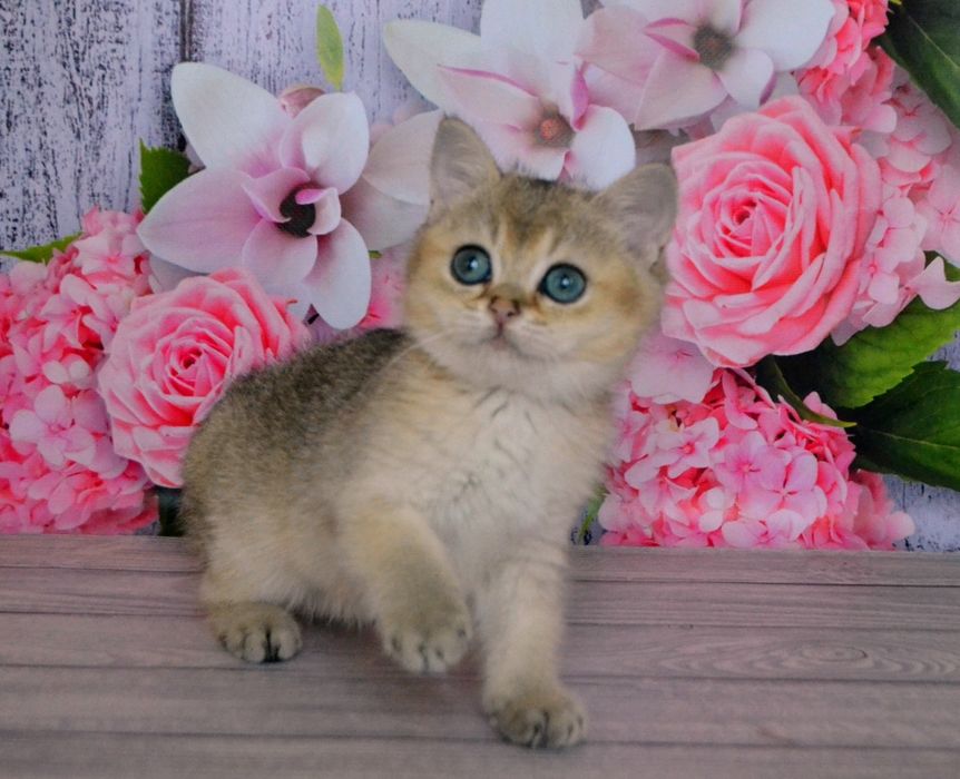 Британские котята золотистые шиншиллочки