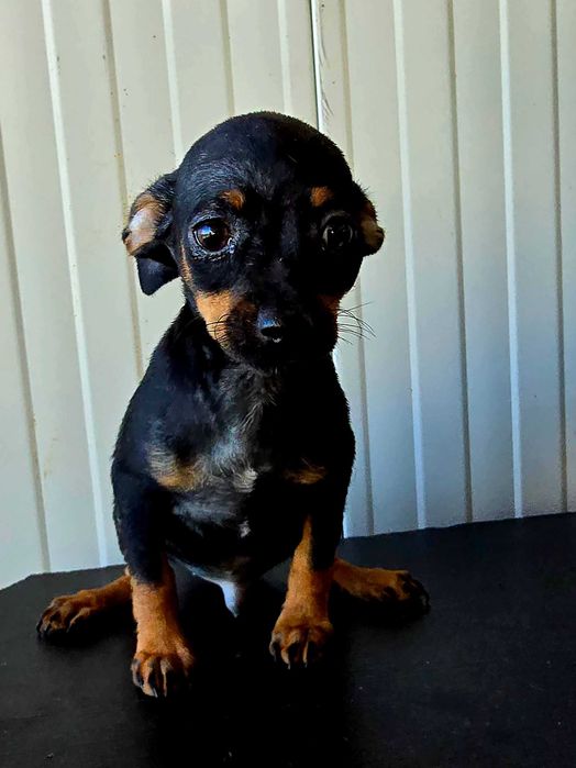 Pinscher Miniatura macho Preto Afogueado
