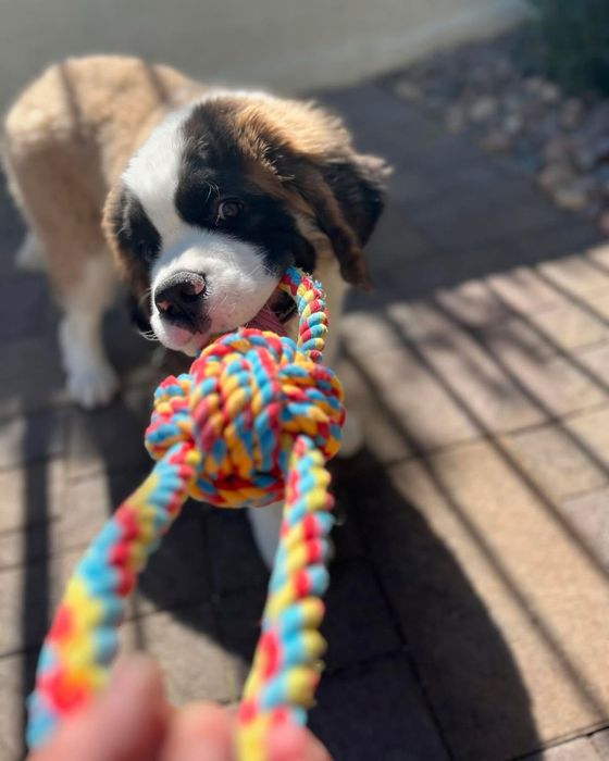 Pet Sitting Póvoa de Varzim