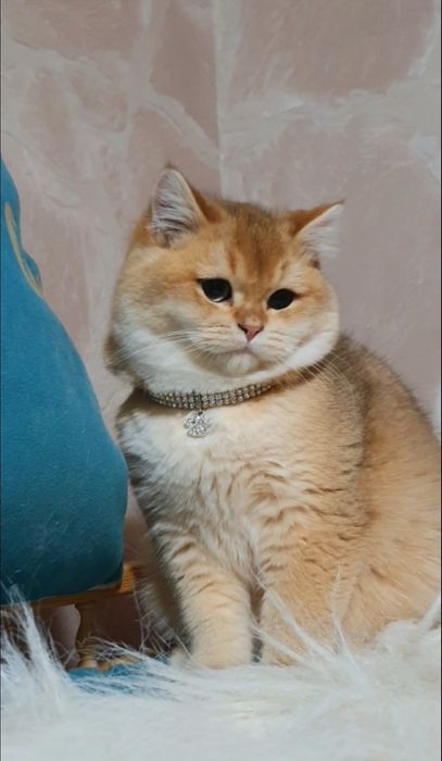 Золотий британський котик ведмедик  шиншила