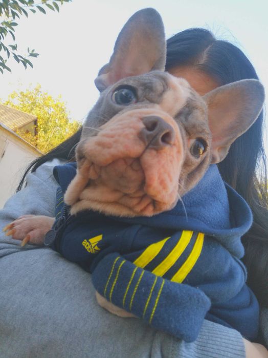 Безкоштовно віддам французького бульдога