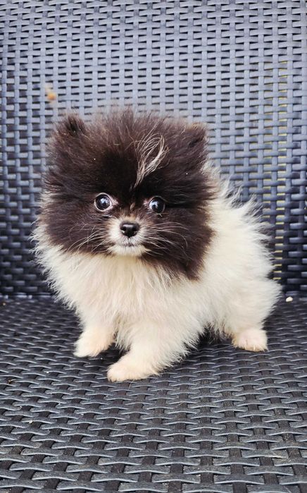 Lulu da Pomerânia