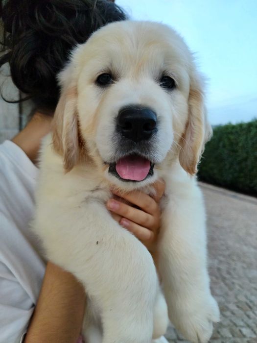 Golden Retriever