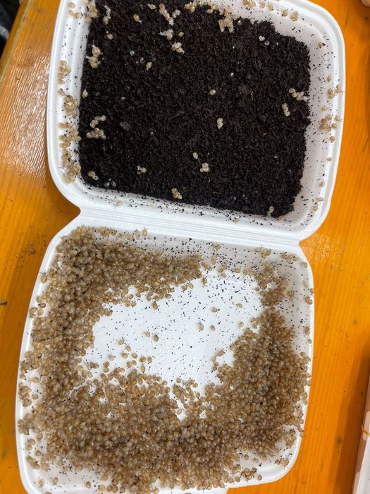 Kokony Helix Aspersa Muller/Maxima