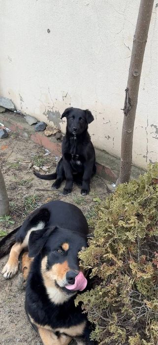 Отдадим щенка девочку в хорошие руки