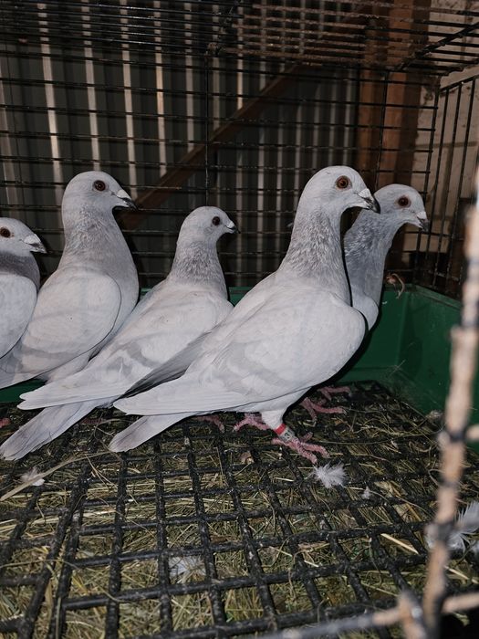 Sprzedam gołębie