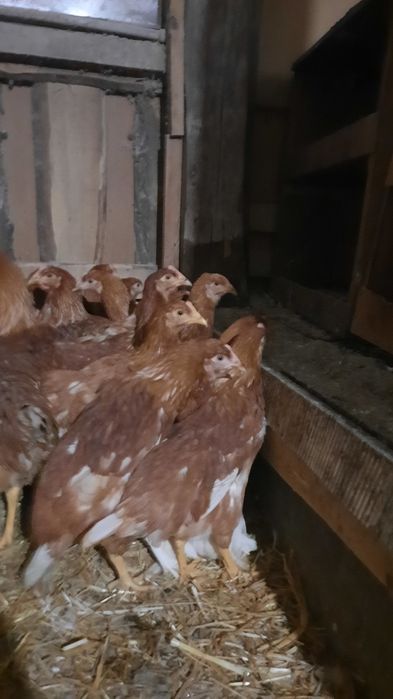 Куры только молодые  6 месяцев Ломан-Браун