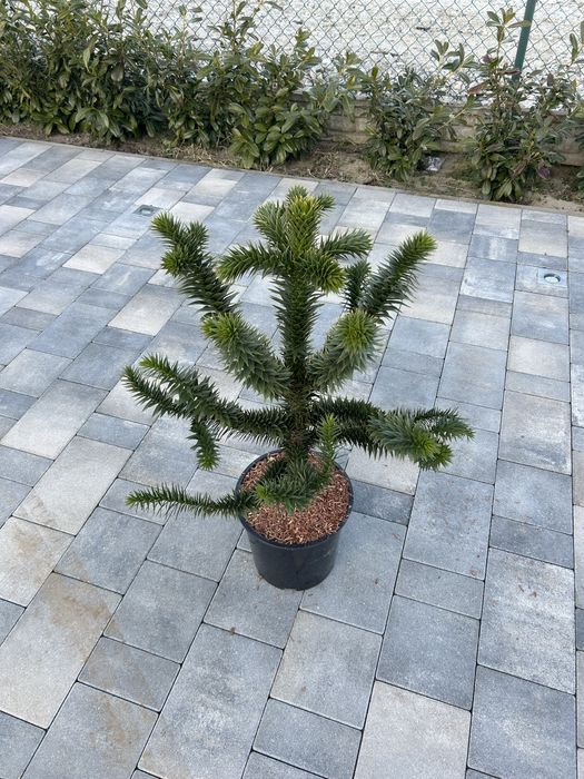 Araucaria chilijska Małpie drzewo 60-70 cm