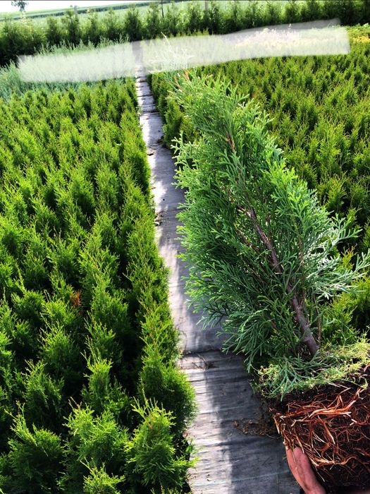 Tuja Szmaragd  Brabant 50-80cm