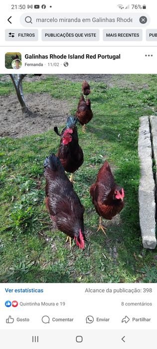 Galo rhode island red