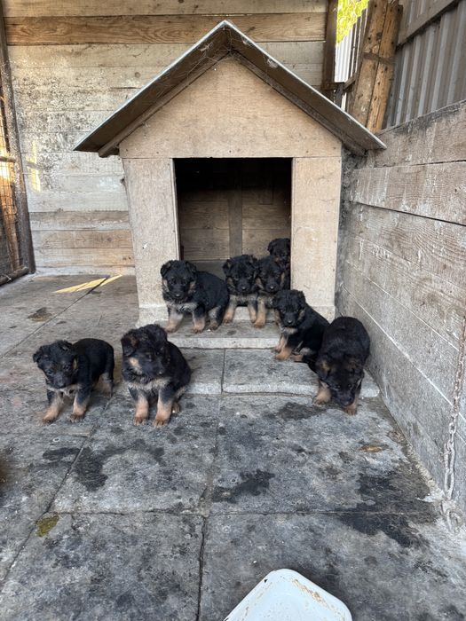 Щенята німецької вівчарки