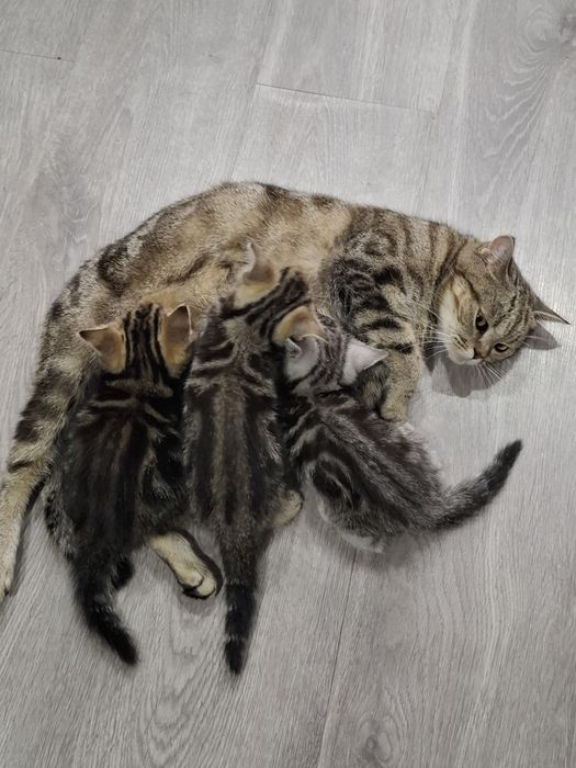 Шотландскі кошенятка