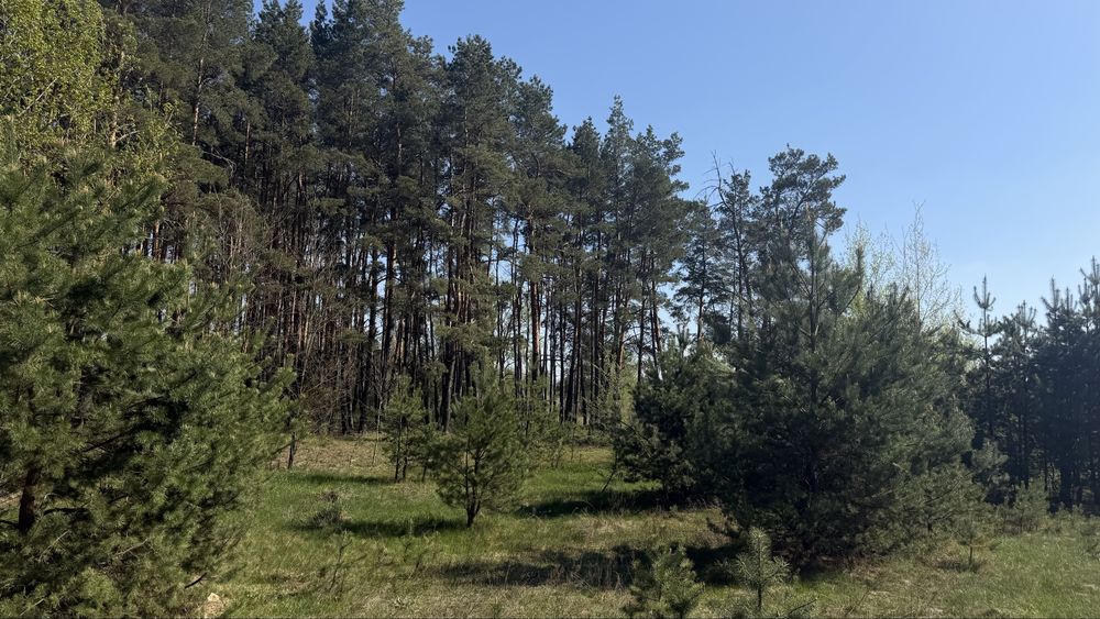 Фасадна ділянка 1 га посеред лісу Гавронщина під забудову