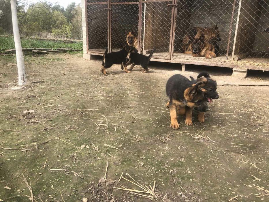 Цуценята німецької вівчарки