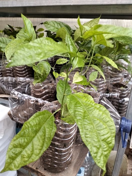 Pés de Maracujá de qualidade