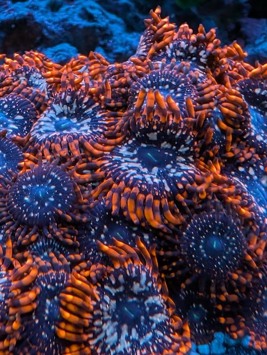 Fraga zoanthus Utter Chaos