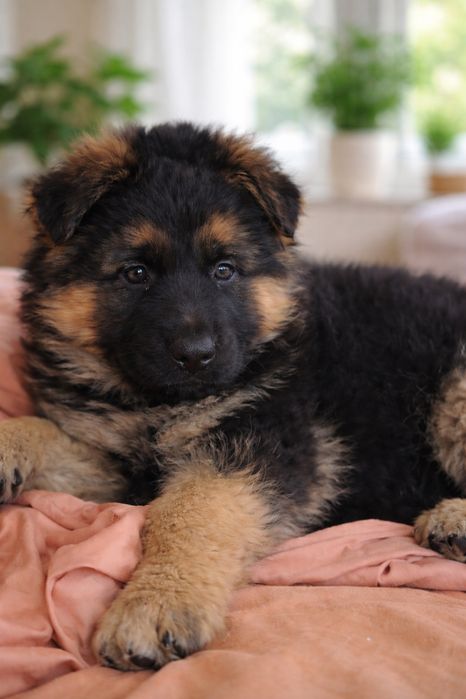 Щенки немецкой овчарки