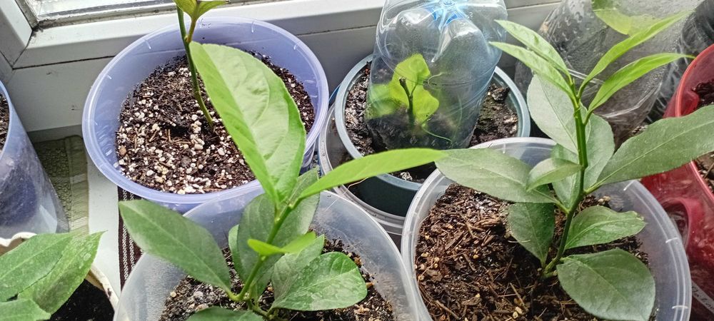 Лимон Загара, Карубару