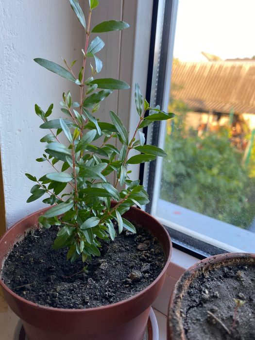 Гранатік кімнатний ( дітки 6-12місяців)