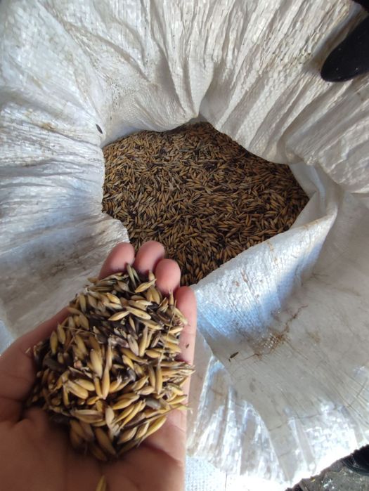 Продам овес,пшеницю,ячмінь.Гарна ціна