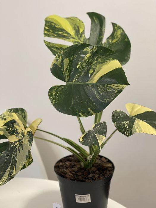 Planta Monstera aurea