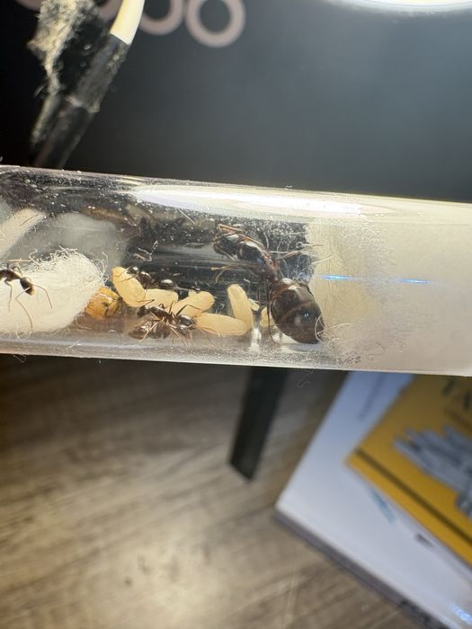 mrówki camponotus barbaricus