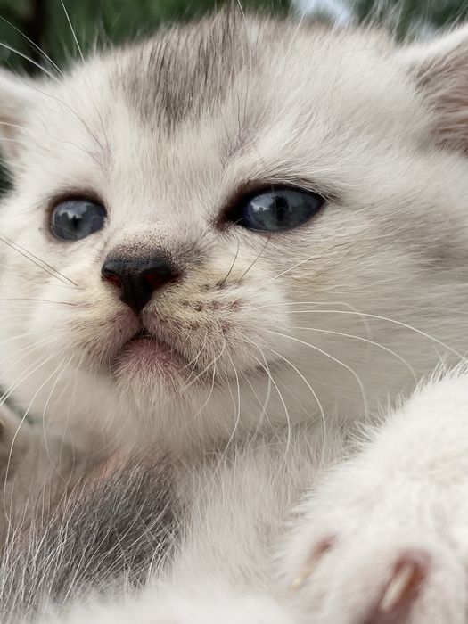 Скоттиш страйт, окрас серебристая тикированная шиншилла