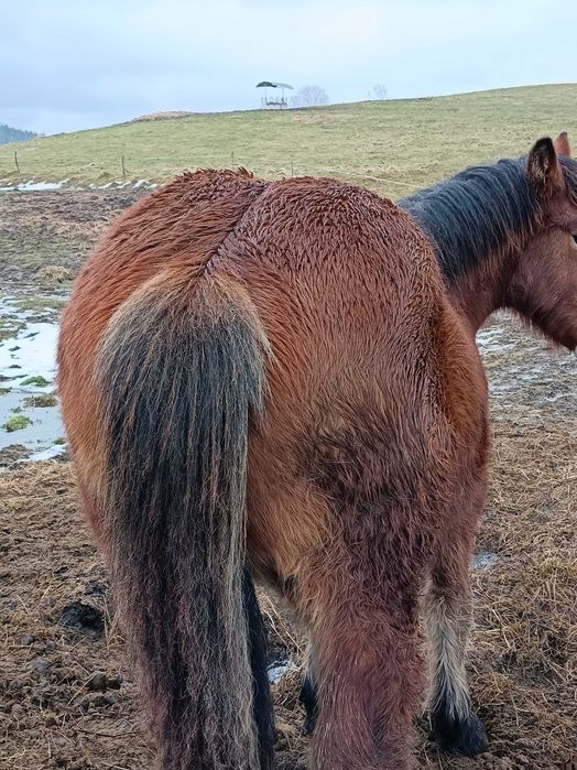 Źróbek zimnokrwisty ogierek