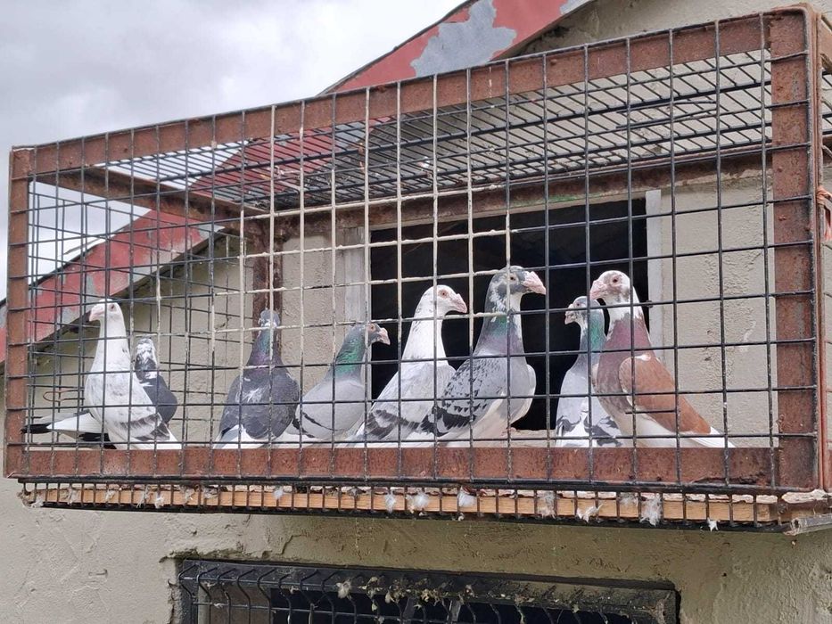 Sprzedam Gołębie  Staropolskie