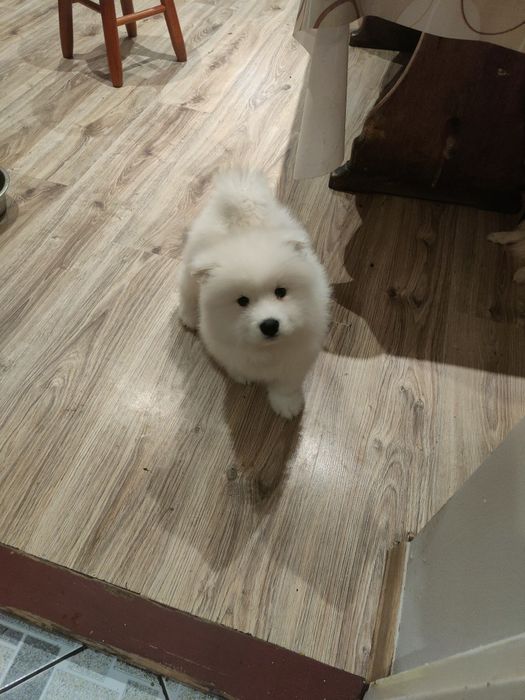 Samojed, biała kropka