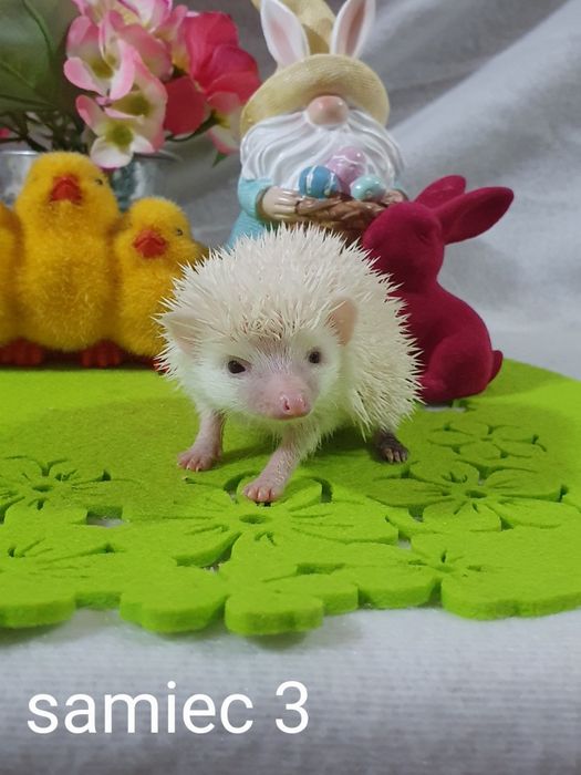 Jez jeżyki jeżolki jeż afrykanski jez pigmejski