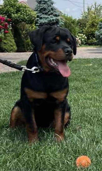 Для поціновувачів породи.