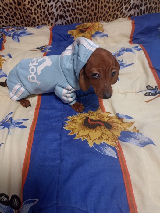 Супер міні таксочки