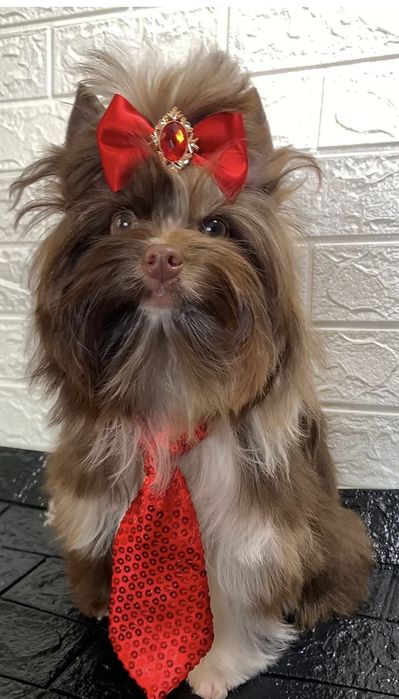 Шоколадний хлопчик