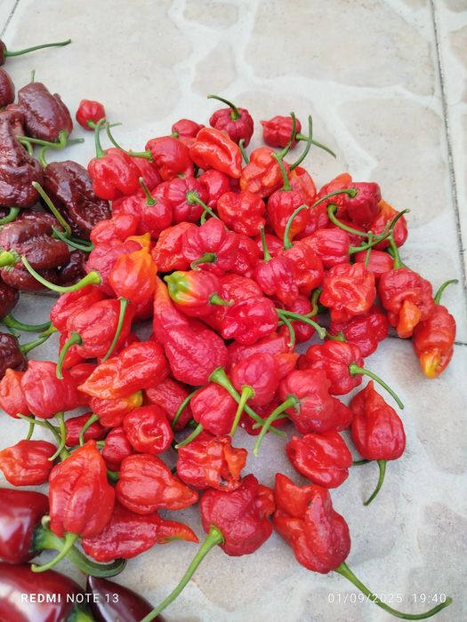 Malagueta Carolina reaper