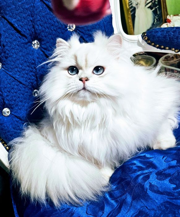 Brytyjski  piękny point kocur długowłosy  błękitnooki