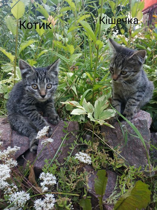 Віддамо кошенят в добрі руки