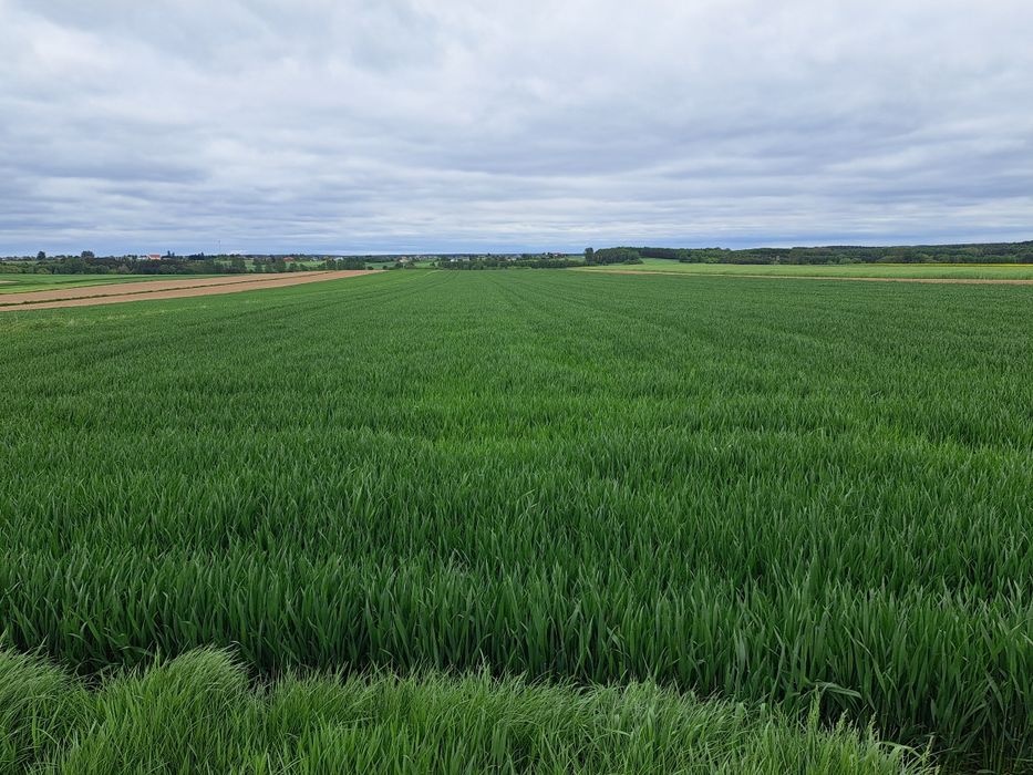 Pszenica konsumpcyjna dla drobiu kur gołębi