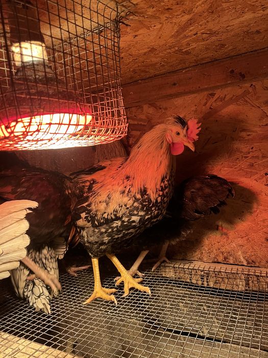 Півні,кури  молоді