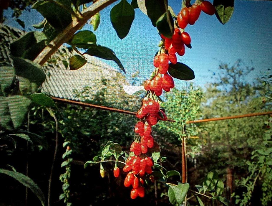 Годжи, сорт Сахарный Гигант