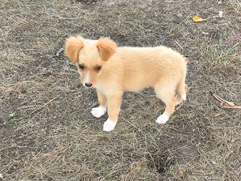Вірний друг шукає сім'ю!