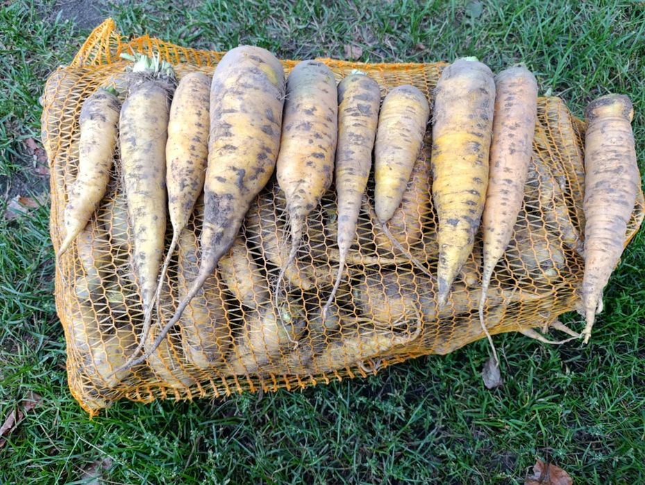 Sprzedam marchew pastewna żółta LOBO