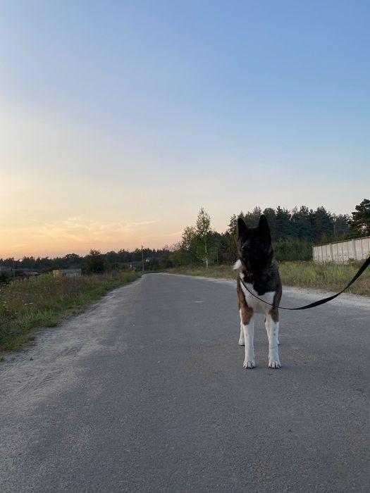 Вʼязка  американська акіта