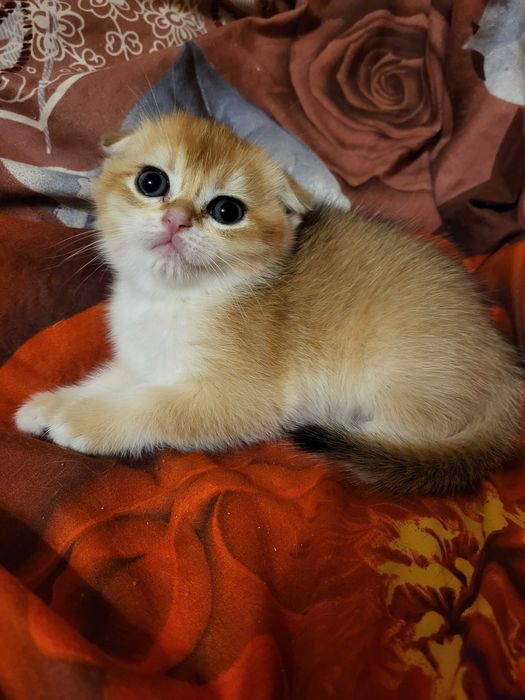 Красивенна дівчинка золота шиншилла.